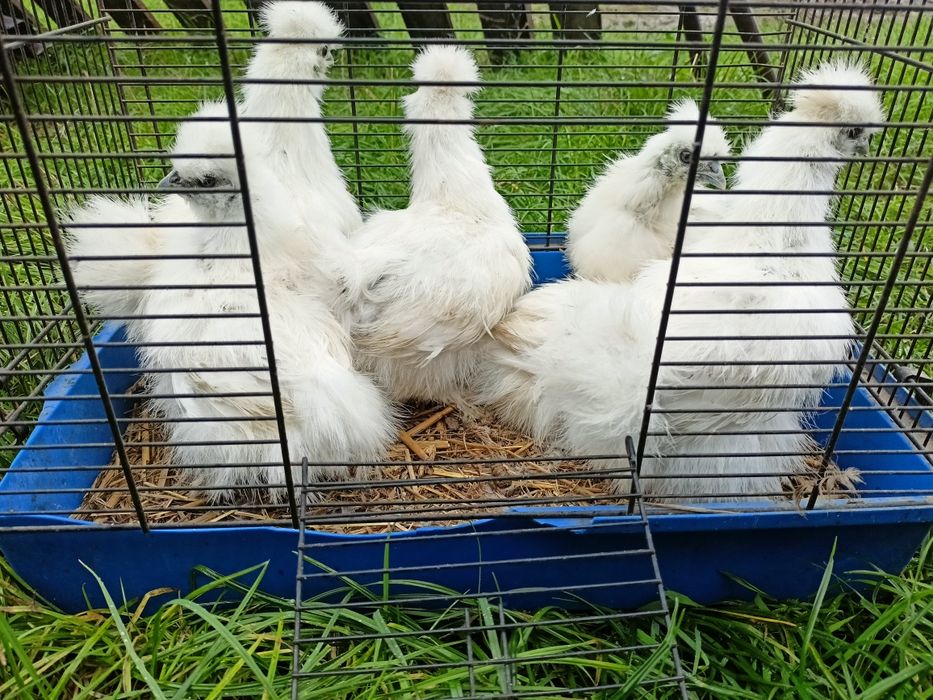 Sprzedam kurczaki silki