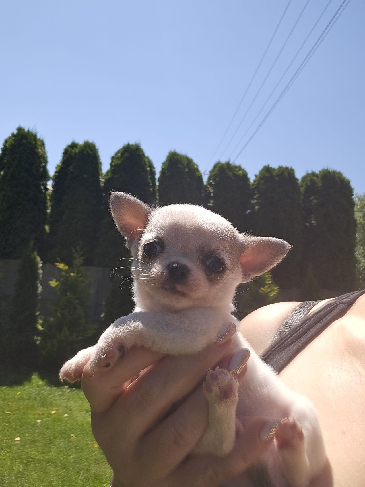 Chihuahua piesek bialy krótkowłosy