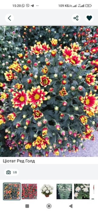 Хризантема мультифлора та середньоквіткова