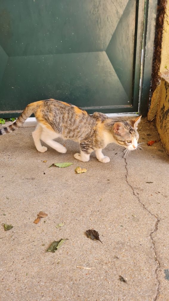 Gata para adoçar