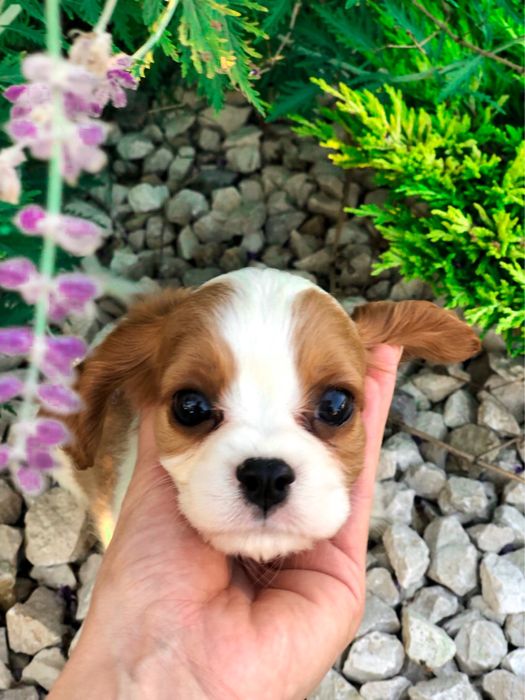 XS Cavalier king piesek po szkoleniu behawioralnym+rozpisane treningi