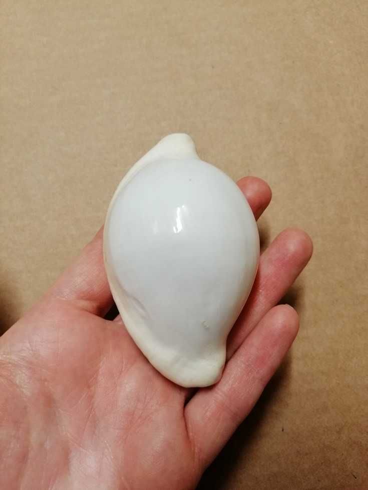 Muszla porcelanki jajowej, porcelanka jajowa Ovula ovum, muszla morska
