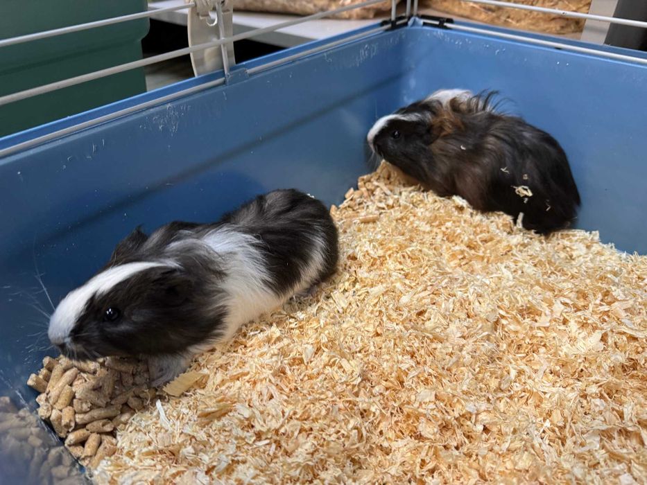 Świnka Morska-samiczki