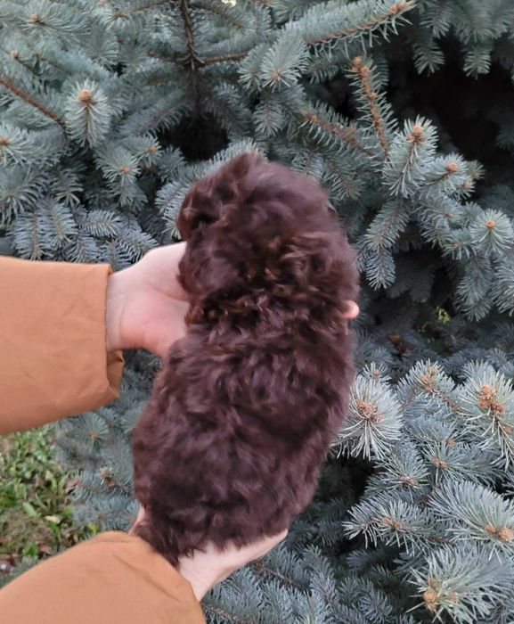 Чарівний та супер милий хлопчик коричневого Той пуделя з Києва