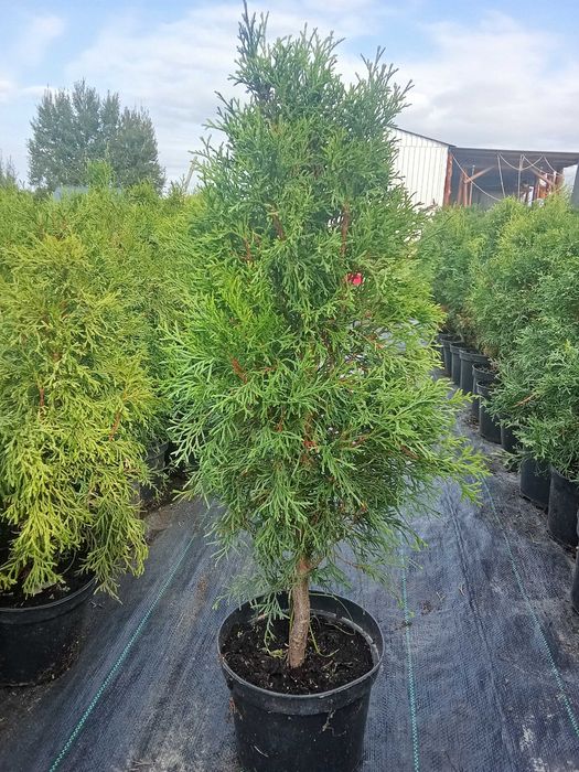 TUJA SZMARAGD 50-60 CM -od sadzonki na Podlasiu zahartowana