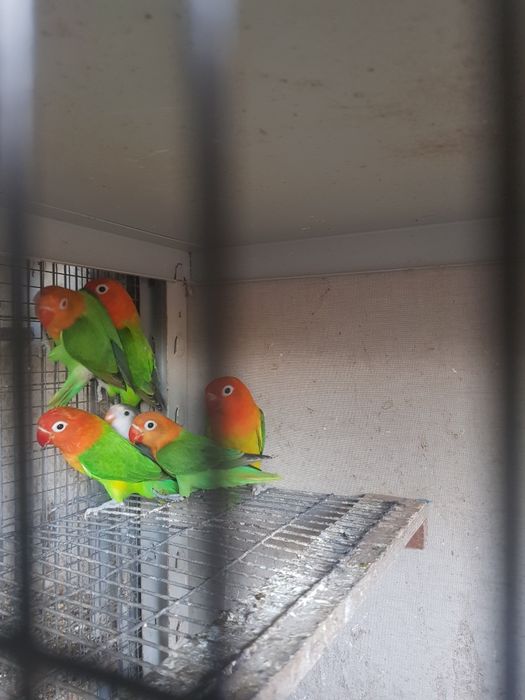 Agapornis Fischeri