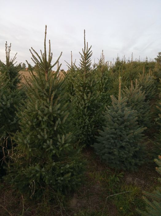 Choinki, jodła kaukaska ,cięte, doniczkowe Producent,Ruczaj, Bronowice