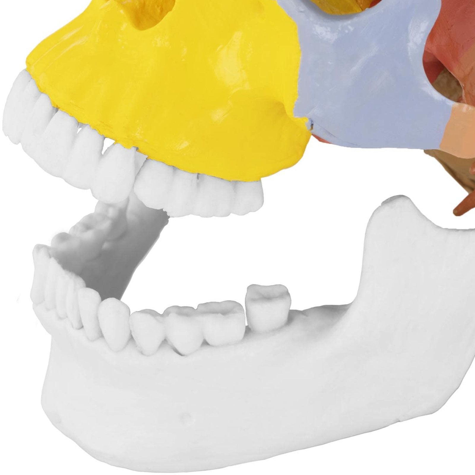 model anatomiczny czaszki człowieka kolorowa w skali 1:1 + zęby 3 szt.