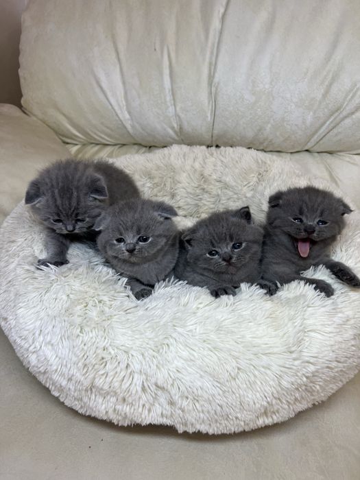 Британські блакитні кошенята