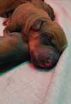 Szczeniak Rhodesian Ridgeback - Hodowla ZKwP/FCI - Miot "RA"