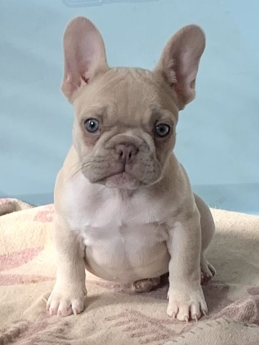 Молодий шикарний красень