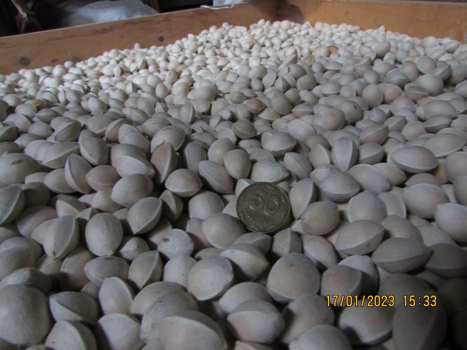 Насіння гінкго 2024р. 1насінина 1грн.Семена гинкго. Сіянці від 40грн.