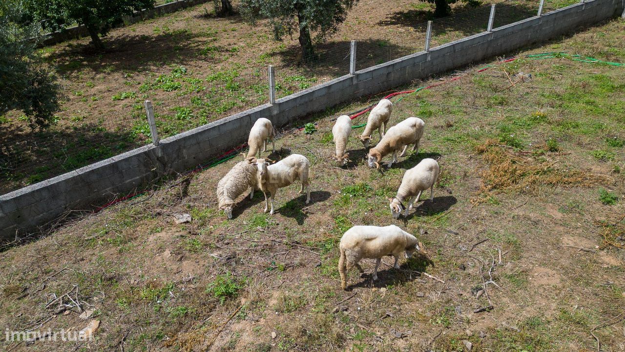 Quinta em Ferreira Zêzere