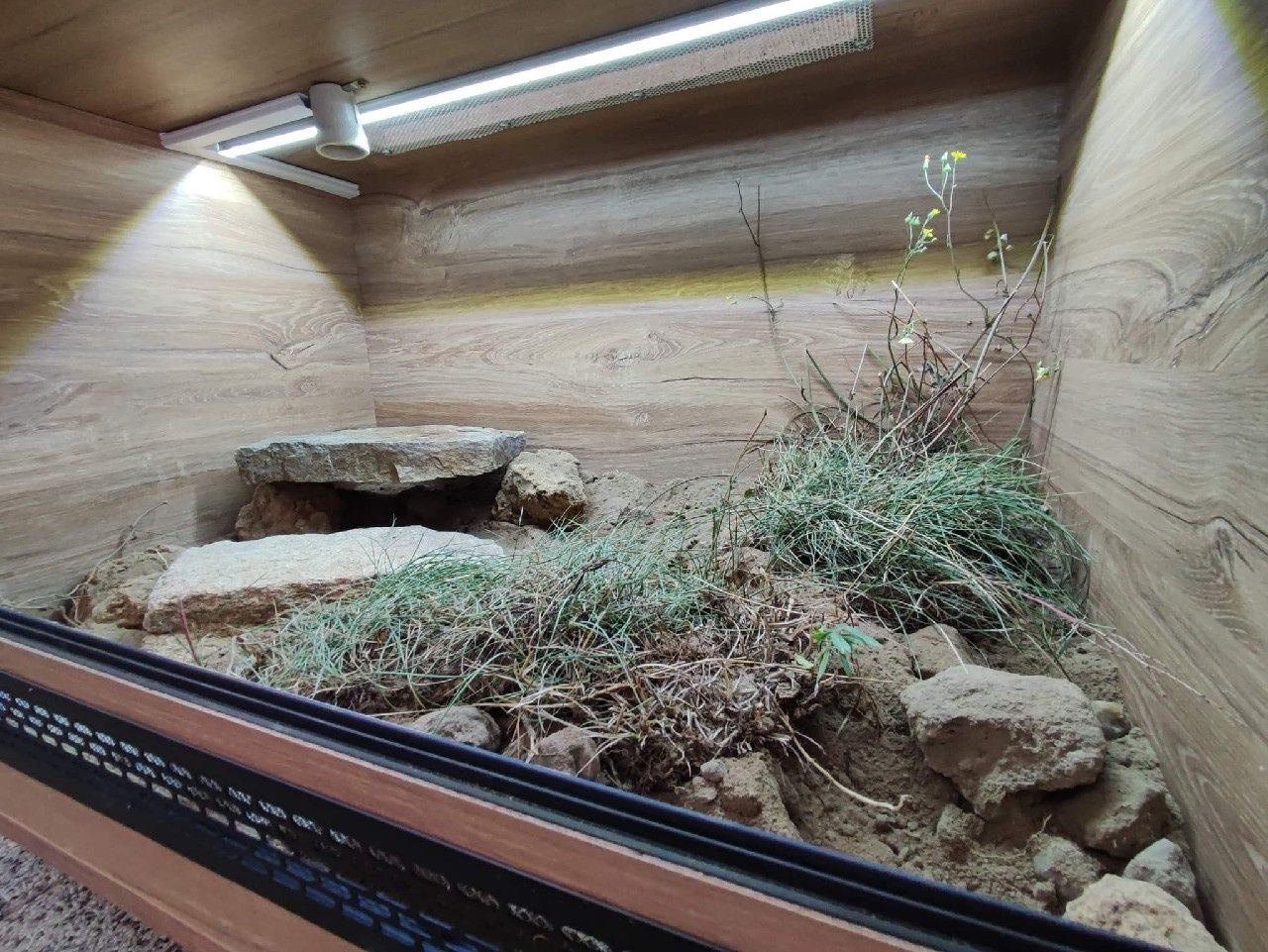 Terrarium 80x50x50 dla żółwia PETMARKET