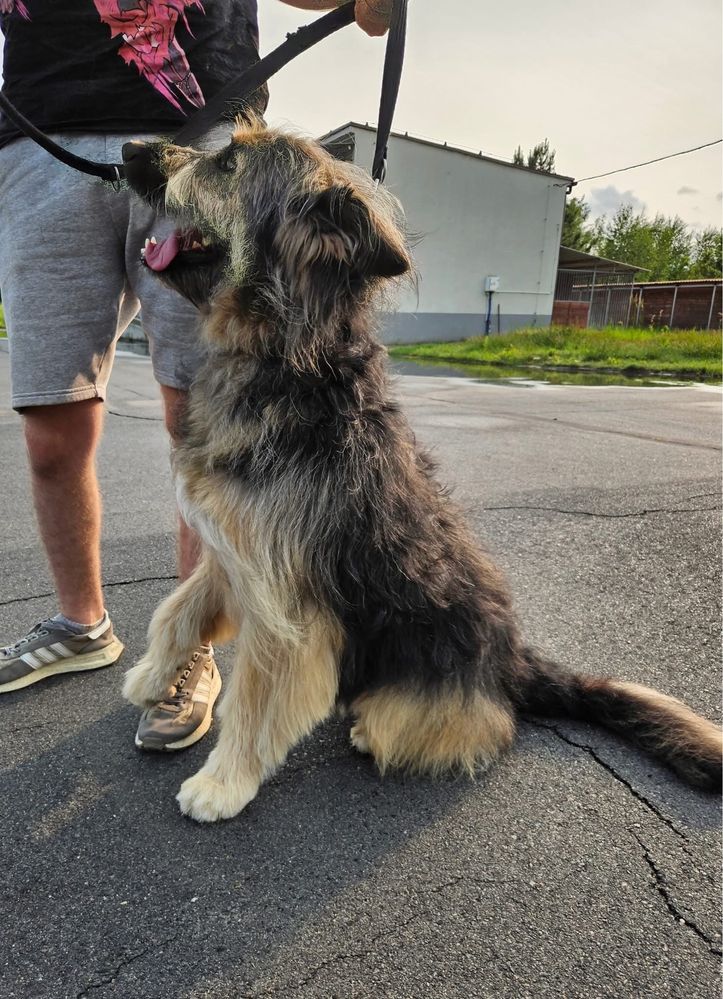 Kochany olbrzym o imieniu Chappi czeka na swojego człowieka!