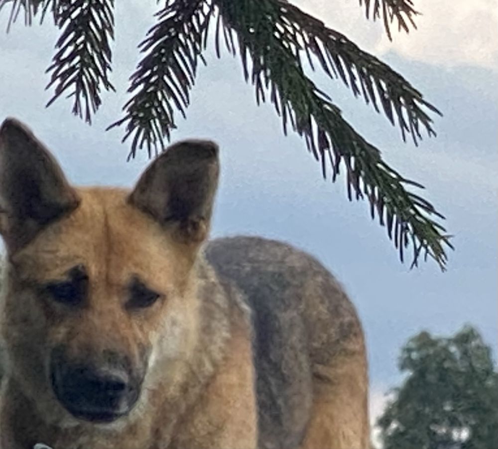 Sunia w typie owczrka niemieckiego - adopcja bezplatna