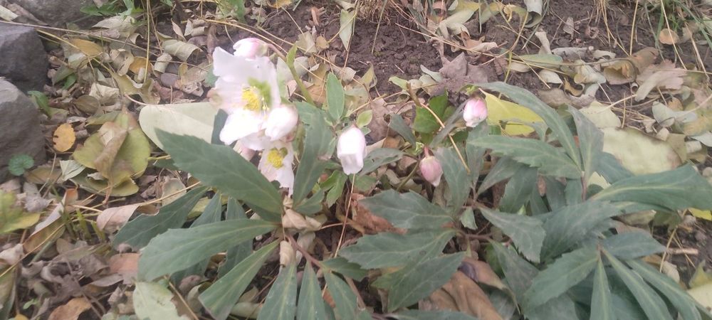 Прдам саджанці морозника