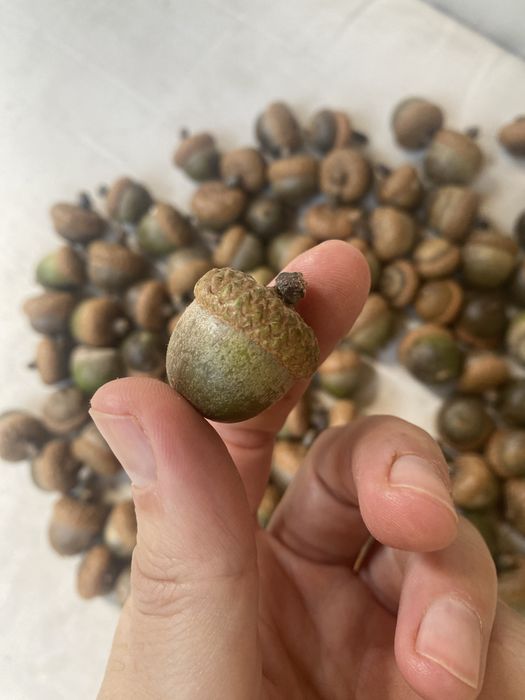 Продам желуди прикольные