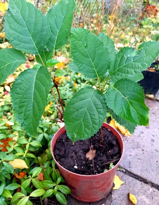 Гортензія деревовидна Анабель