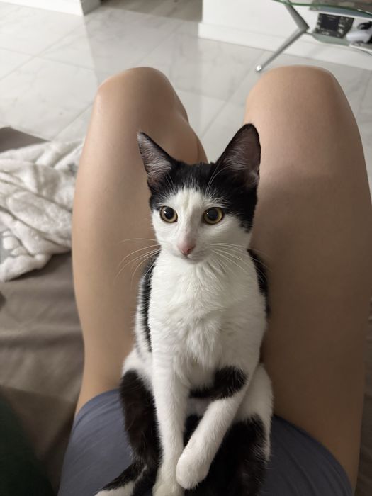 Красуня в добрі руки!