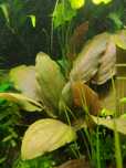 Kryptokoryna, anubias, bolbitis, lagenandra