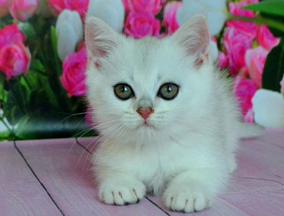 Серебристая шиншилла
