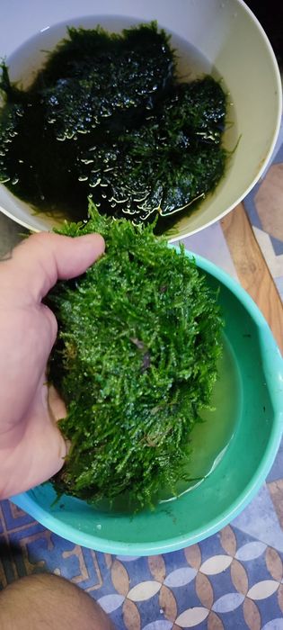 Sprzedam mech do akwarium