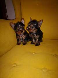 Mini York YORKSHIRE terrier MINI chip paszport wyprawka