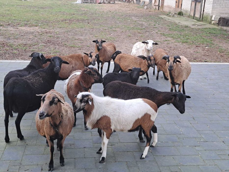 Mlode owce i triki kameruńskie.