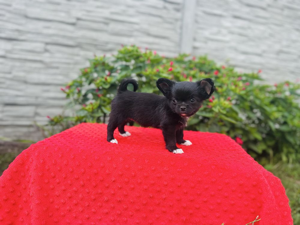 Suczka chihuahua dlugowlosa z metryka FCI ZKwP