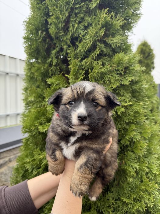 Віддам у добрі руки цуценят