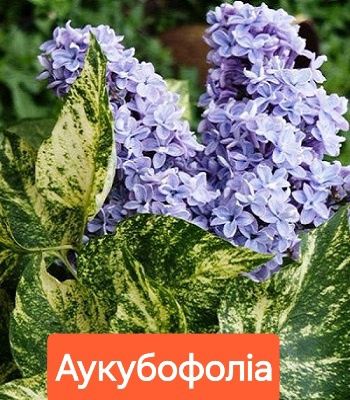 Сакури трирічні( рододендрони, бузки)