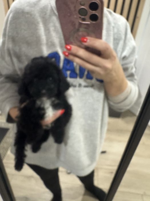 Мальтипу F1 Тедді фейс дівчинка пудель