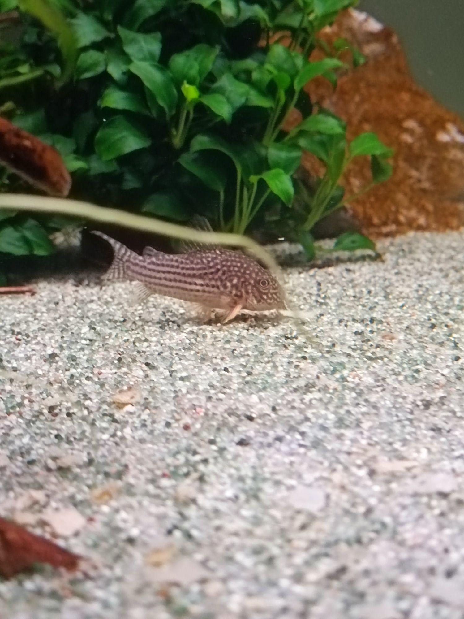 Grupo reprodutor corydoras sterbai