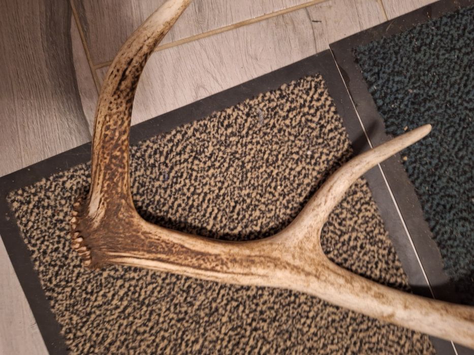 Poroże zrzut jelenia.