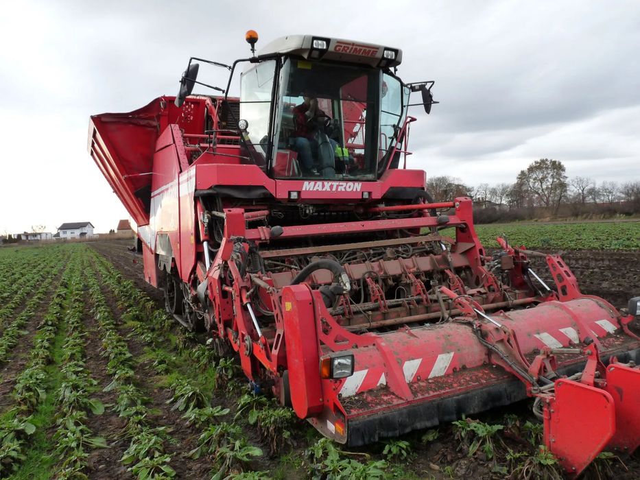 Grimme Maxtron 620  kombajn do buraków grimme