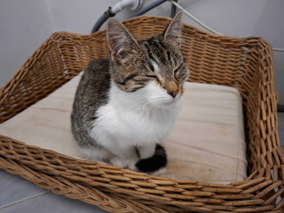 Oddam malutką  znalezioną  kotkę