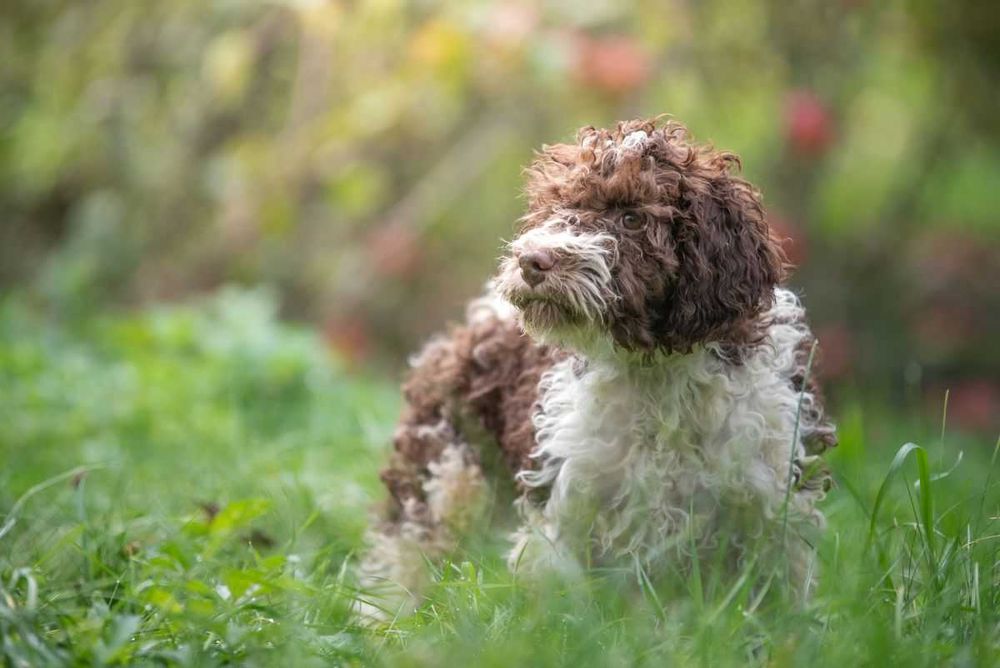 Lagotto Romagnolo - bystry chłopiec ZKwP FCI