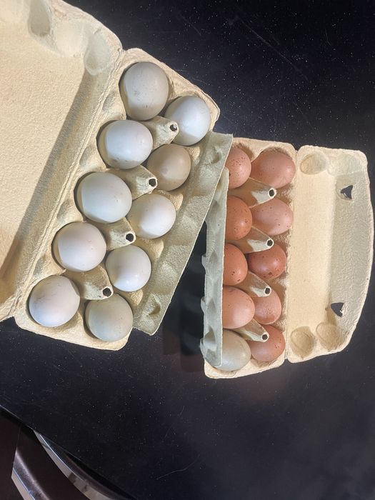 Домашнее куриное яйцо