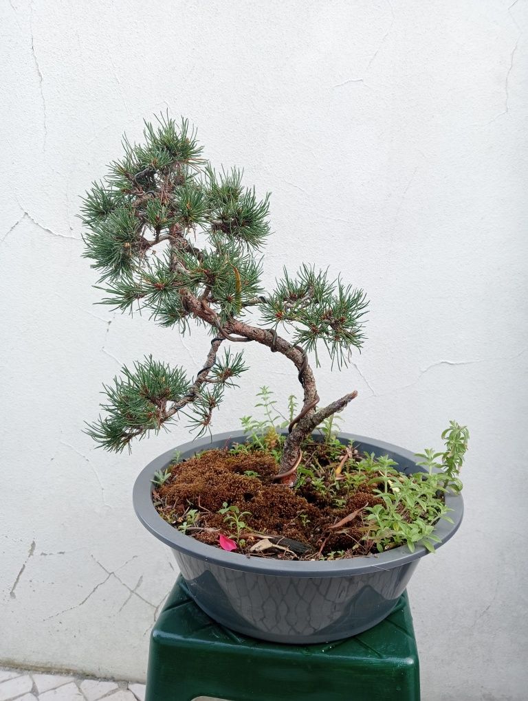 Pinus Mugo - Bonsai
