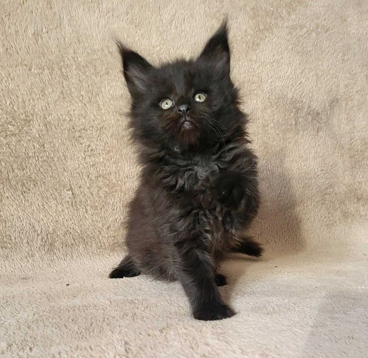 Czarna kotka MCO z rodowodem FPL