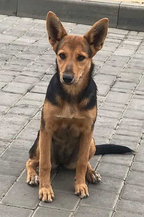 Пристраивается  собачка