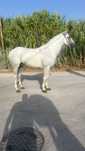 Cavalo engatado cruzado lusitano