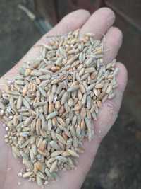 Жито 2023 р(10% пшениці)