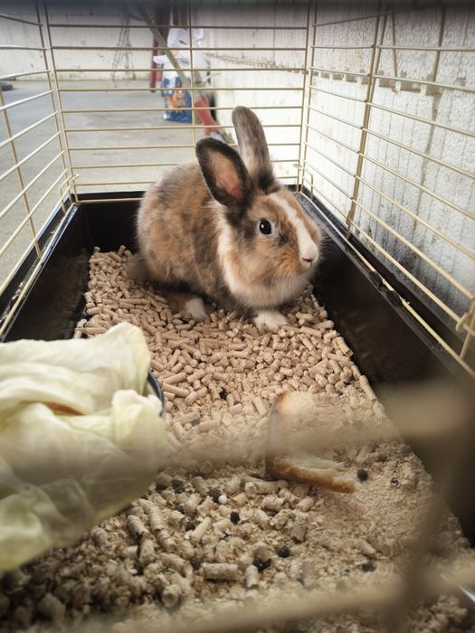Кролик з кліткою