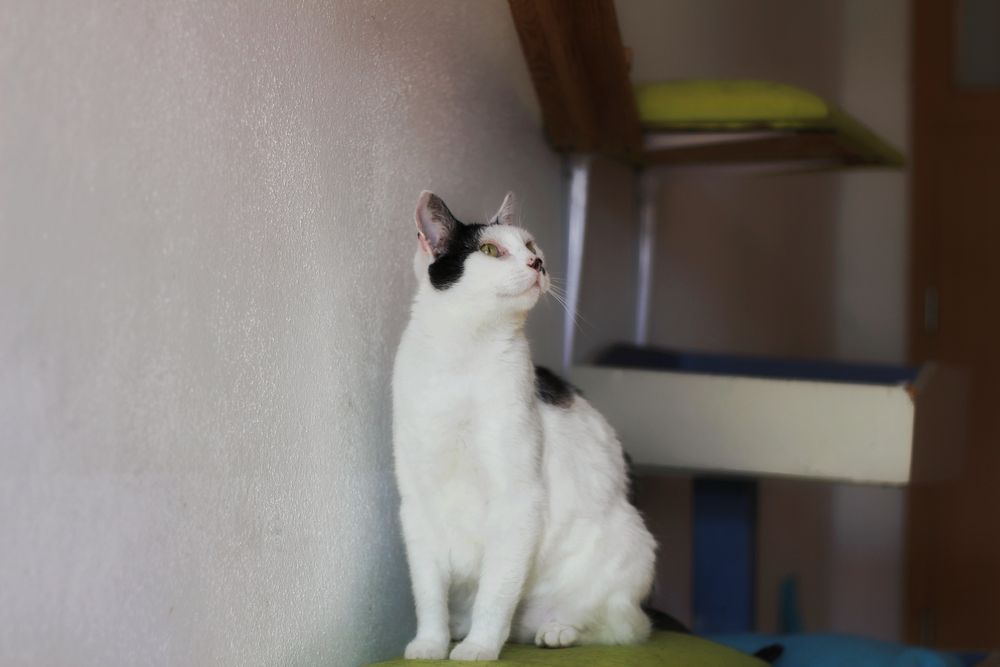Imelda- kotka do adopcji