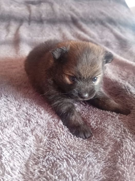 Spitz alemã anã sable