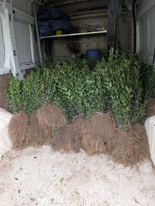 Ligustr 'Atrovirens' odmiana zimozielona.