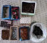 lote conjunto botões