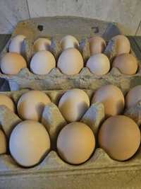 świeże wiejskie jajka od kur z wolnego wybiegu Dostawa